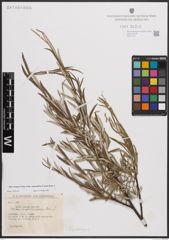 Foto von Salix eleagnos subsp. angustifolia (Cariot) Rech. f.